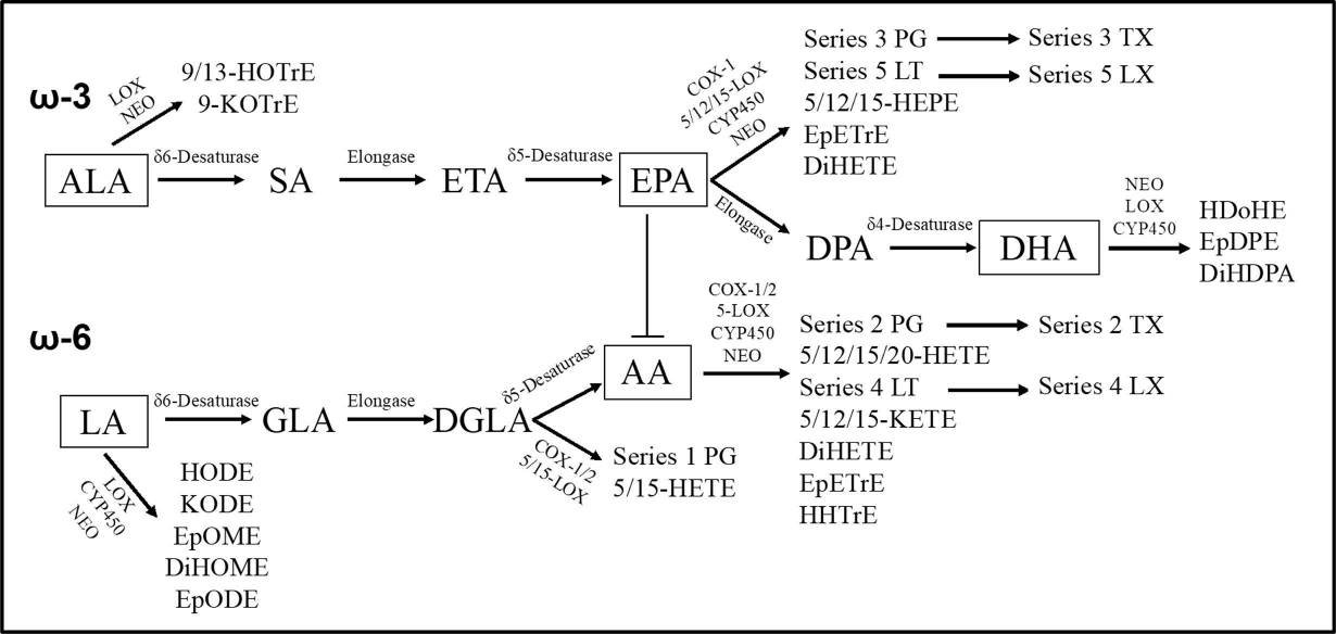 Illustration of the EPA/AA bottleneck